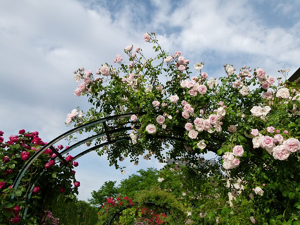 places to see roses in paris