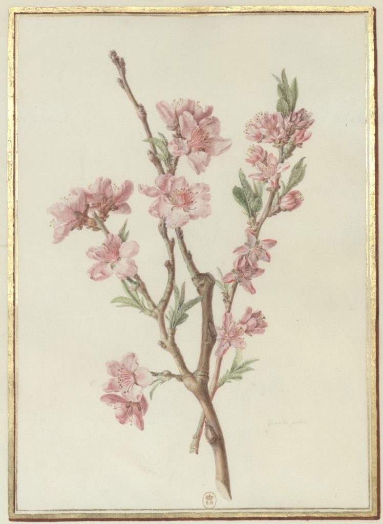 botanical art